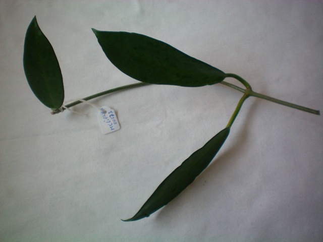 Name:  meliflua.jpg
Views: 477
Size:  62.2 KB