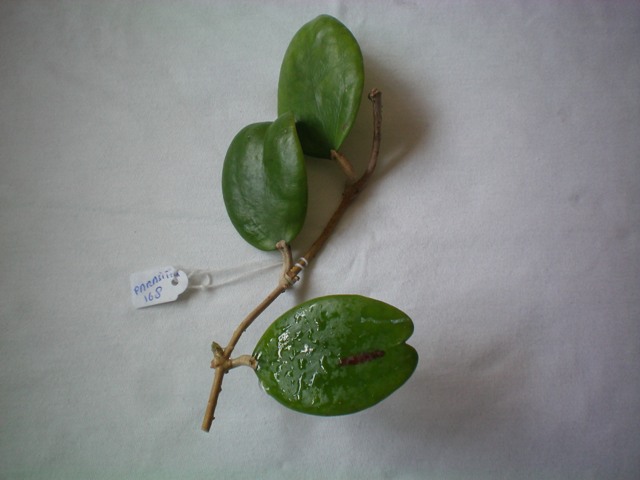 Name:  parasiticia.jpg
Views: 444
Size:  61.6 KB