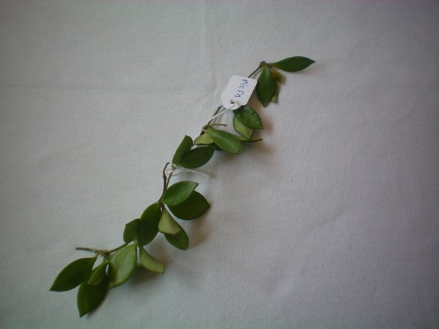 Name:  picta.jpg
Views: 440
Size:  59.5 KB