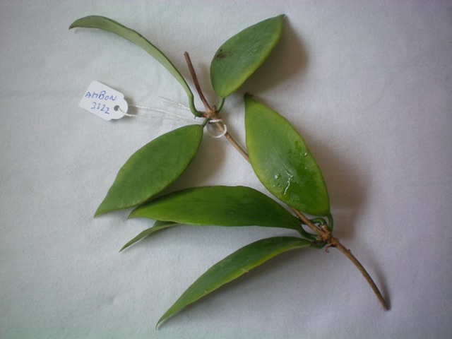 Name:  sp.ambon.jpg
Views: 430
Size:  68.4 KB