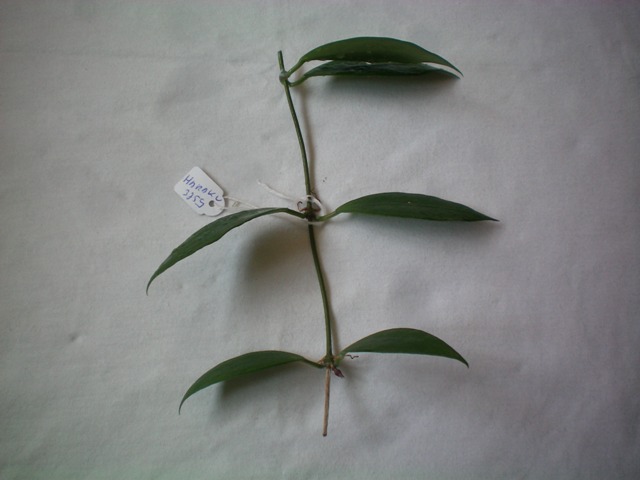 Name:  sp.haraku.jpg
Views: 468
Size:  60.6 KB