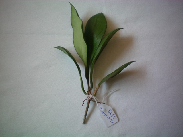 Name:  sp.molukken.jpg
Views: 430
Size:  62.7 KB