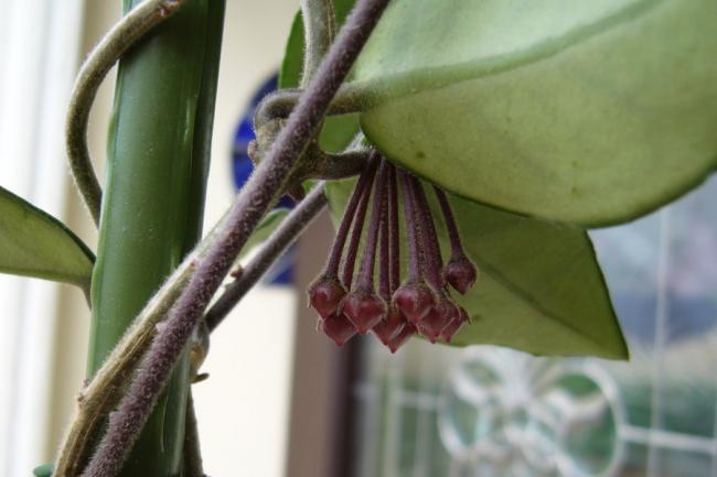 Name:  Hoya tomurcuklar 01.05.2009.jpg
Views: 982
Size:  31.5 KB