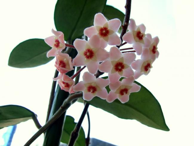 Name:  Hoya Cornosa.jpg
Views: 1119
Size:  31.2 KB