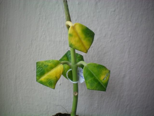 Name:  100_0040.jpg
Views: 924
Size:  27.8 KB