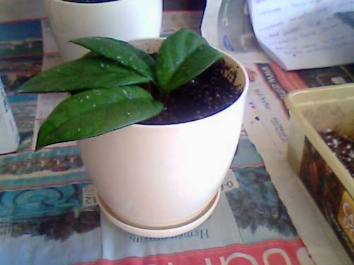 Name:  picture_02.jpg
Views: 283
Size:  41.5 KB