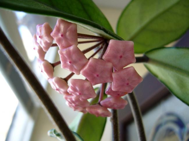 Name:  Hoya Cornosa.jpg
Views: 854
Size:  33.3 KB