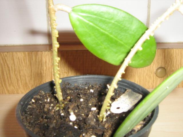 Name:  hoya 005.jpg
Views: 1189
Size:  39.8 KB