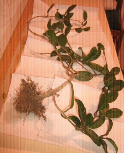 Name:  hoya 003.jpg
Views: 1100
Size:  43.0 KB