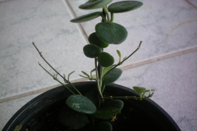Name:  serpens.jpg
Views: 605
Size:  25.1 KB