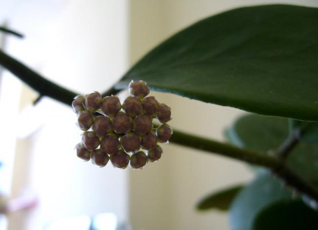 Name:  Hoya Kerrii 30.06.2009 .jpg
Views: 882
Size:  20.7 KB