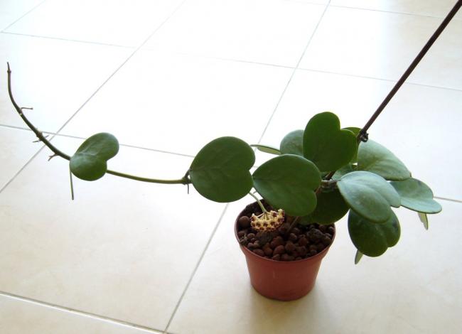Name:  P1020623.jpg
Views: 805
Size:  23.8 KB