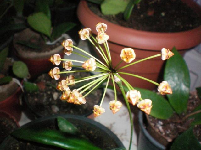 Name:  000_0002.jpg
Views: 652
Size:  39.8 KB