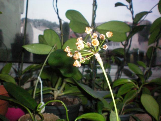 Name:  000_0004.jpg
Views: 663
Size:  39.5 KB