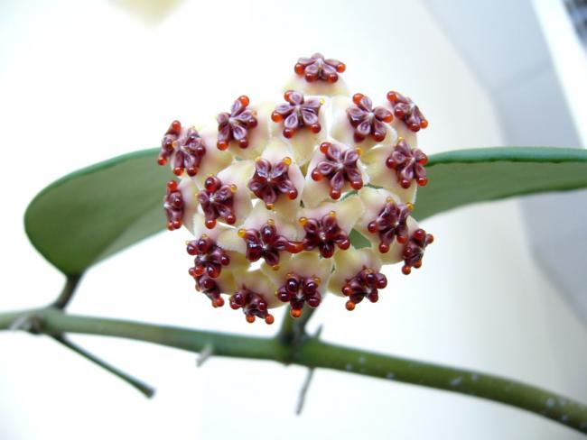 Name:  Ball Kerrii.jpg
Views: 1173
Size:  29.9 KB