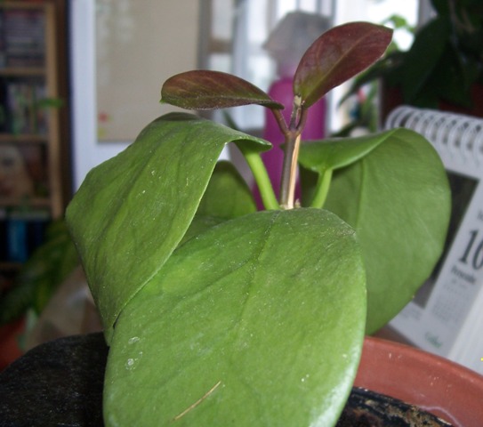 Name:  australis.jpg
Views: 858
Size:  64.8 KB