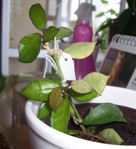 Name:  lacunosa.jpg
Views: 258
Size:  31.1 KB
