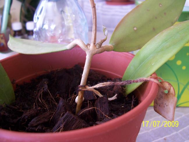 Name:  verticillata.jpg
Views: 278
Size:  38.0 KB