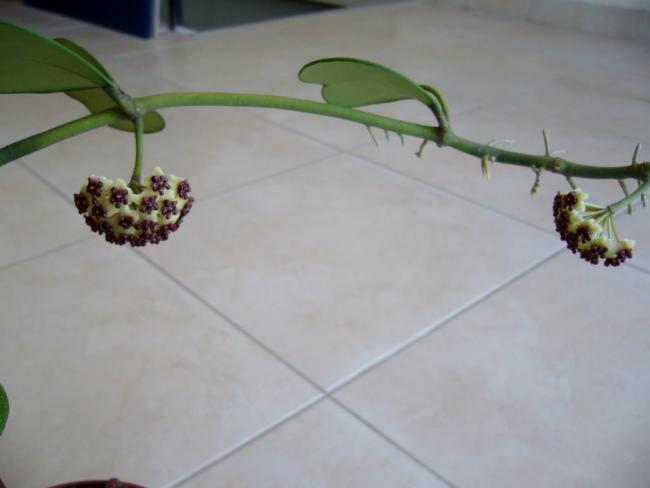 Name:  P1020725.jpg
Views: 852
Size:  21.3 KB