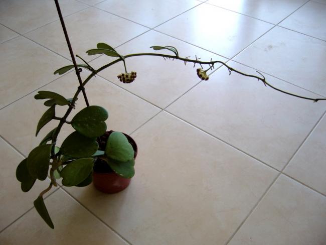 Name:  P1020726.jpg
Views: 859
Size:  30.2 KB
