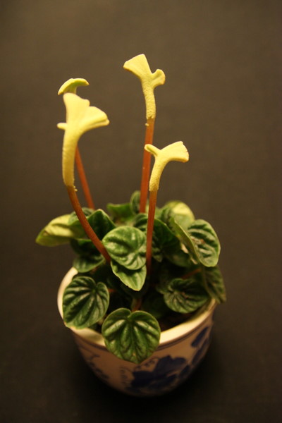 Name:  Peperomia caerata - 5 Ekim 2009.JPG
Views: 6594
Size:  49.5 KB