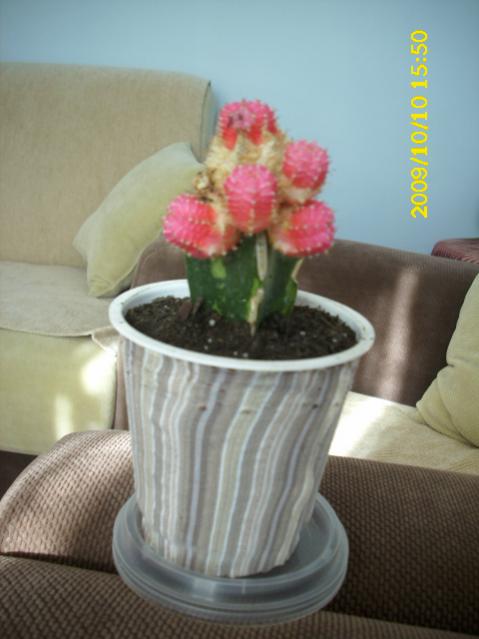 Name:  DSCI0015.jpg
Views: 709
Size:  33.6 KB