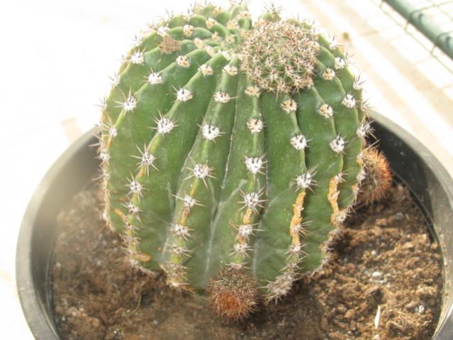 Name:  IMG_1551.jpg
Views: 956
Size:  47.4 KB