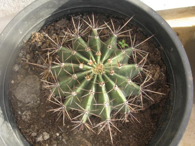 Name:  IMG_1555.jpg
Views: 1086
Size:  56.3 KB