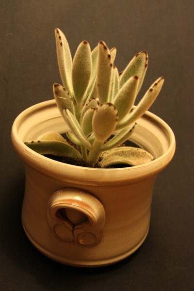 Name: Kalanchoe tomentosa -6.JPG
Views: 2606
Size: 59.9 KB