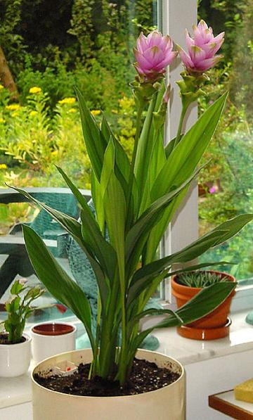 Name:  Curcuma_alismatifolia.jpg
Views: 5311
Size:  49.0 KB