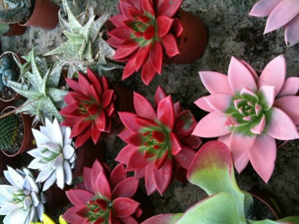 Name:  echeveria.jpg
Views: 3338
Size:  49.4 KB