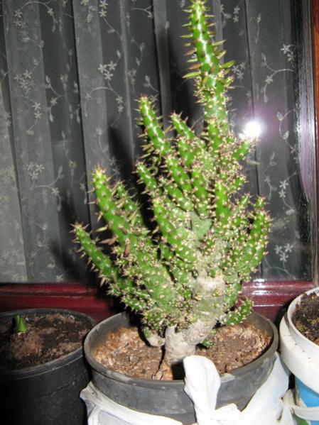 Name:  IMG_0927 1.jpg
Views: 6866
Size:  52.6 KB