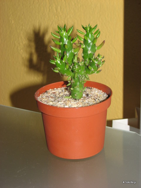 Name:  012.JPG
Views: 885
Size:  62.4 KB