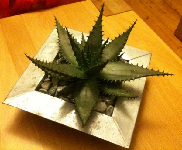 Name: Aloe (Göktuğ) - 9 Aralık 2009 (2).jpg
Views: 1643
Size: 42.8 KB