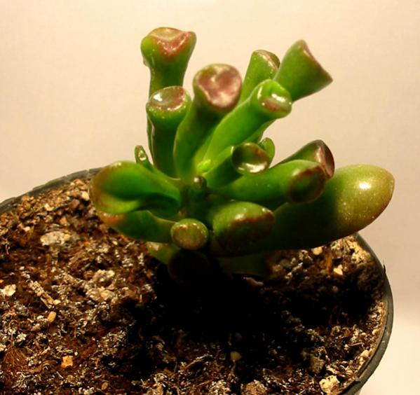 Name:  crassula cv gollum.jpg
Views: 4423
Size:  48.2 KB
