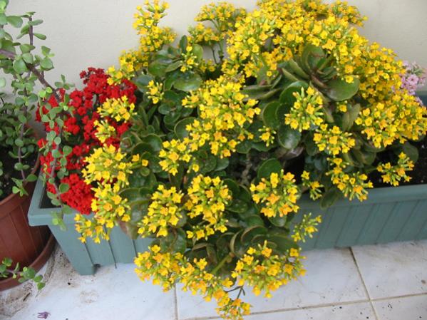 Name:  kalanchoe.jpg
Views: 5693
Size:  62.2 KB