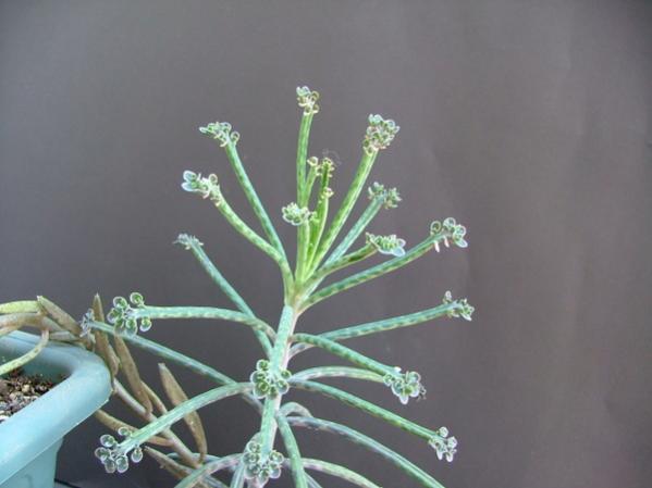 Name:  Kalanchoe tubiflora - 27 Haziran 2009 (6).jpg
Views: 1895
Size:  27.1 KB
