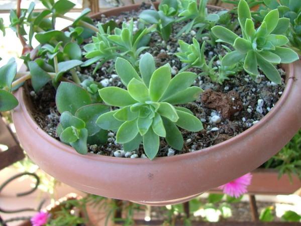 Name:  Sedum palmeri - 4 Temmuz 2009.jpg
Views: 1908
Size:  48.3 KB