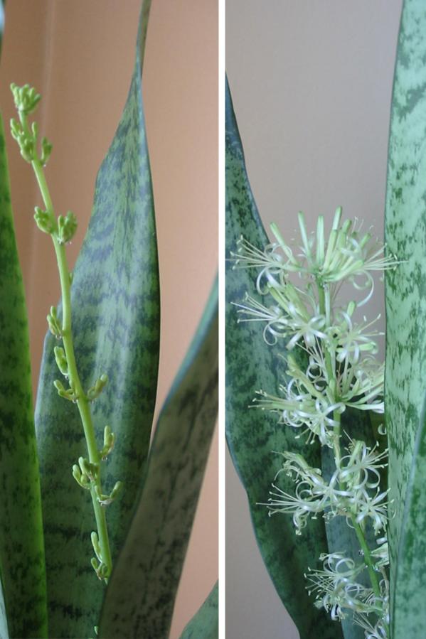 Name:  sansevieria.jpg
Views: 2911
Size:  63.5 KB
