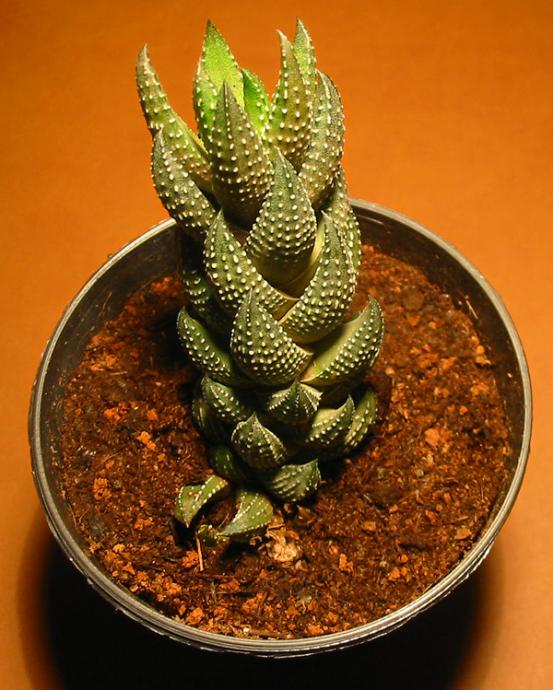 Name:  haworthia reinwardtii.jpg
Views: 2338
Size:  68.0 KB