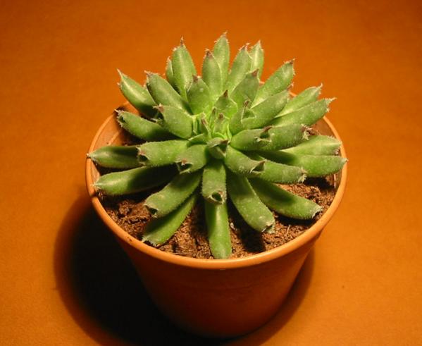 Name:  sempervivum oddity.jpg
Views: 2785
Size:  31.5 KB