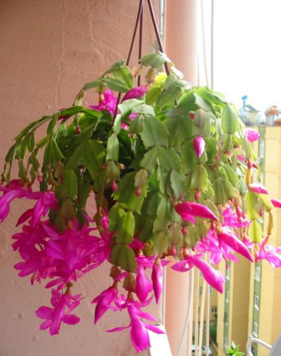 Name:  ripsalidopsis rosea.jpg
Views: 6464
Size:  34.0 KB