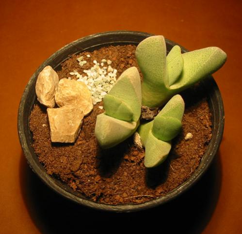 Name:  cheiridopsis vanzijlii.jpg
Views: 2735
Size:  33.9 KB