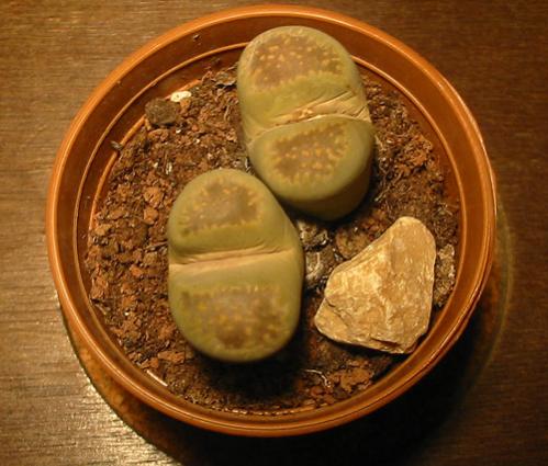 Name:  lithops villetii deboeri.jpg
Views: 2368
Size:  38.8 KB