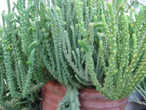 Name:  Crassula lycopodioides var Acuminata.jpg
Views: 4731
Size:  46.0 KB