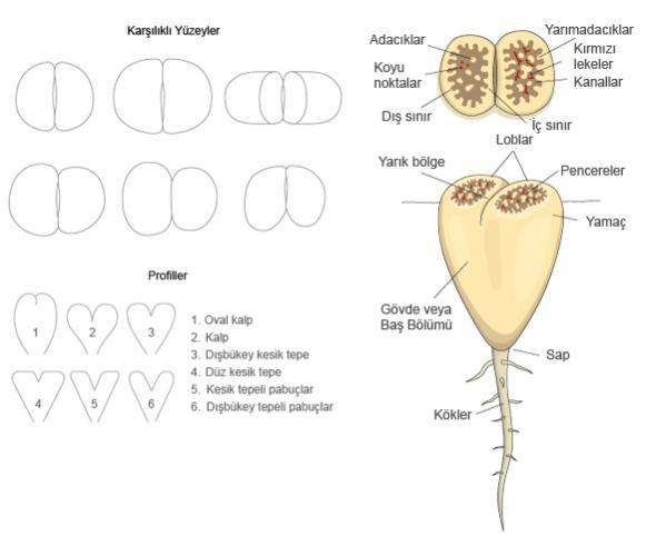 Name:  lithops yaps.jpg
Views: 3209
Size:  25.2 KB