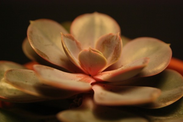 Name:  IMG_9248 (600 x 400).jpg
Views: 1801
Size:  31.8 KB