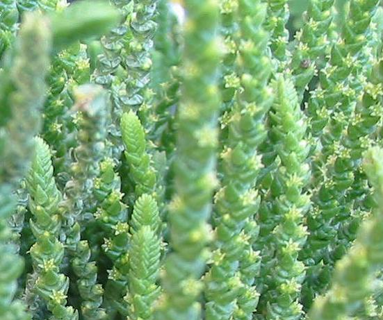 Name:  crassula iekleri.jpg
Views: 2714
Size:  54.9 KB