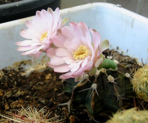 Name:  gymnocalycium mihanovichii.jpg
Views: 2638
Size:  31.1 KB