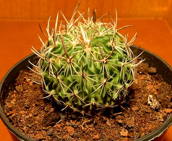 Name:  stenocactus multicostatus.jpg
Views: 2729
Size:  70.6 KB